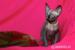 ** Mamy 4 Szylkretowe Koteczki ** (JOSER) Sphynx - Sprzedaż