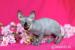 ** Mamy 4 Szylkretowe Koteczki ** (JOSER) Sphynx - Sprzedaż