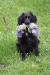 Basik-młody psiak w typie spaniela szuka domu - Sprzedaż