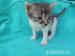 4 týždňové mačiatka - Predaj