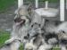 Německý špic vlčí / keeshond - Prodej
