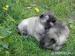 Německý špic vlčí / keeshond - Prodej