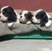 Šteniatka kavalier king charles spaniel - Predaj