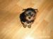 Yorkshire terrier - Predaj