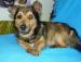 Mały, około 10 letni psiak - Sprzedaż