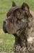 Steniatka cane corso - Predaj