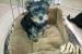 3 mes. šteniatka Yorkshire Terrier s PP - Predaj