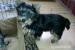 3 mes. šteniatka Yorkshire Terrier s PP - Predaj