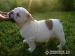 Anglický bulldog - Predaj