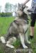 Tytuł: BREG - piękny, młody husky - Sprzedaż