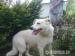 Piękny biały Borys - kto go pokocha? - Sprzedaż