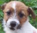 Jack Russell terier s PP - Prodej
