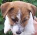 Jack Russell terier s PP - Prodej