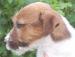Jack Russell terier s PP - Prodej