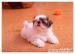 Shih Tzu šteniatka - Predaj