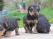 Welsh terrier s PP - Predaj