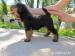 Welsh terrier s PP - Predaj