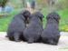 Welsh terrier s PP - Predaj