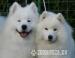 Samojed, šteniatka s PP - Predaj