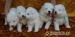 Samojed, šteniatka s PP - Predaj