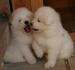 Samojed, šteniatka s PP - Predaj
