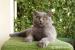 Kocięta Brytyjskie Niebieskie i Kremowe z Rodowód - Sprzedaż