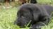 Labradorský retriever - Predaj