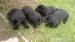 Labradorský retriever - Predaj