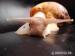 Achatina reticulata - Predaj