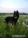 Chodský pes  - Prodej