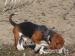 Basset Hound s PP - Predaj