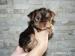 Yorkshire terrier - Predaj