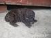Šteniatka Lagotto Romagnolo - Predaj