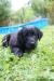 Flat coated retriever - Predaj