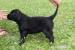 Flat coated retriever - Predaj