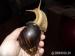 Achatina fulica - Darování