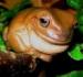 Litoria (Pelodryas) caeruela  - Predaj