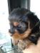 Yorkshire terrier - Predaj
