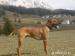 Čistokrvné šteniatka Rodhézskeho ridgebacka - Predaj