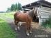 Klisna Welsh pony of cob tipe - Prodej