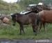 Shetland pony s plným PP - hřebeček - Prodej