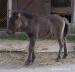Shetland pony s plným PP - hřebeček - Prodej