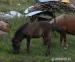 Shetland pony s plným PP - hřebeček - Prodej