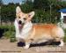 Szczenięta Welsh Corgi Pembroke - Sprzedaż