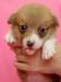 Szczenięta Welsh Corgi Pembroke - Sprzedaż