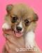 Szczenięta Welsh Corgi Pembroke - Sprzedaż