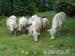 Jalovice Charolais - Predaj