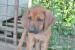 Rhodesian ridgeback šteniatka - Predaj