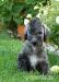 Bedlington terier s PP - Predaj