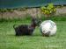 Bedlington terier s PP - Predaj